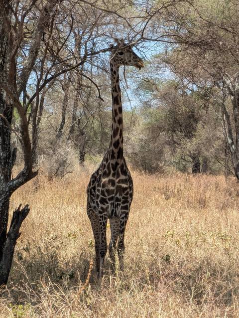 Tall giraffe stands alert among dry trees and golden grass in the savanna.
