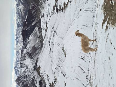 Single alpaca standing on a snow-covered slope with Andean peaks behind