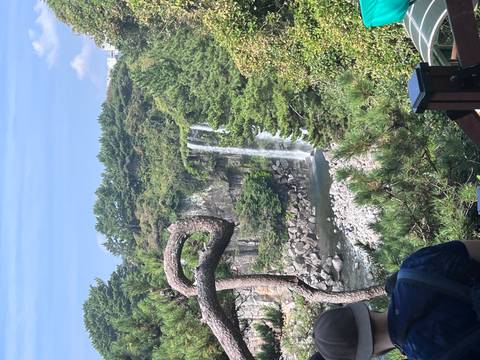 Tall waterfall cascading into rocky gorge framed by twisted pine branches on Jeju Island.