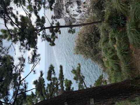 Coastal view framed by pine trees and grassy shrubs looking out over an expansive sea.