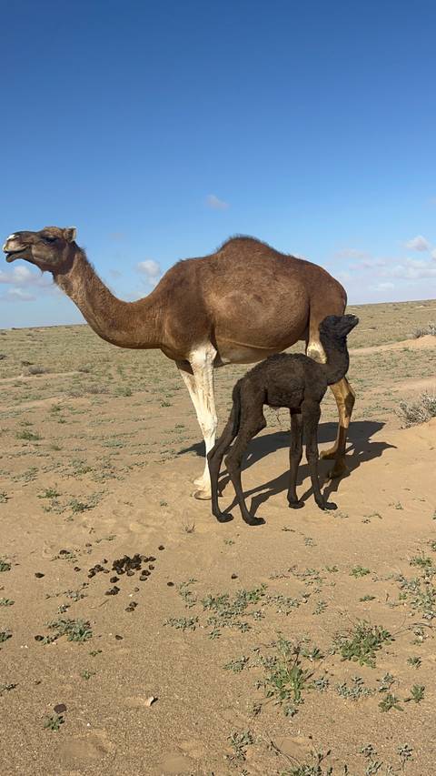 A camel with its newborn calf standing on sparse desert terrain under scattered clouds.