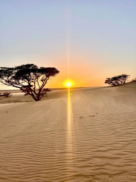 Golden sunrise over rippled sand dunes with silhouetted desert trees.