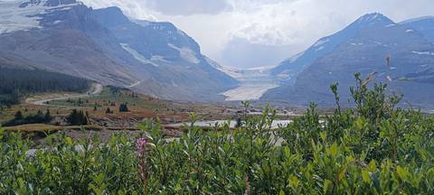 View toward Athabasca Glacier with alpine vegetation in the foreground