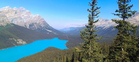 Iconic bright-blue Peyto Lake viewed from high lookout amid dense forest