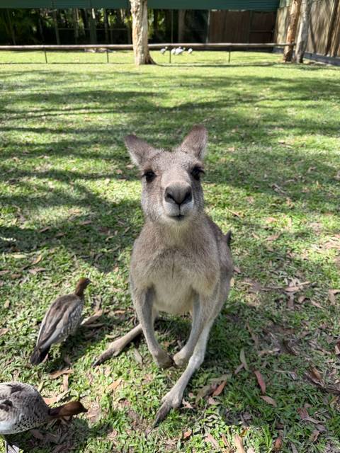 Close-up portrait of a curious kangaroo standing on grassy ground with eucalyptus leaves scattered about.