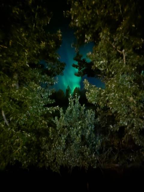 Blurry glimpse of green aurora borealis shining through dense forest foliage at night