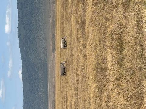 Two rhinoceroses graze on a vast golden grass plain with green crater walls in the distance.