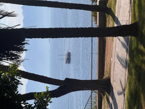 Sailboat floats on calm blue sea framed by palm trunks with hazy mountains beyond.