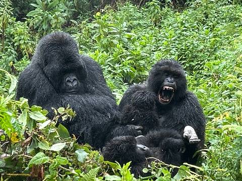 Two mountain gorillas sit among dense green foliage, one yawning with impressive teeth on display.