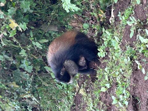 Golden monkey crouches on forest floor, thick fur glowing with rusty tones.