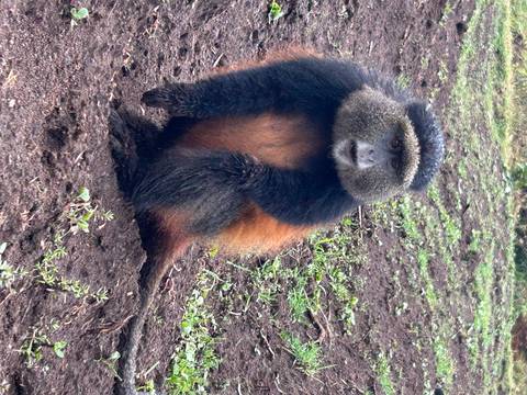 Golden monkey with fluffy cheeks sits upright on earthy terrain in lush habitat.