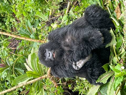 Young gorilla sits amid leafy vegetation, gazing calmly with tongue slightly out.