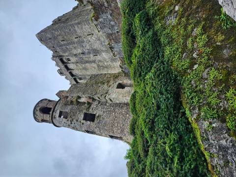 Upward view of stone tower and walls of Blarney Castle surrounded by green mossy slope