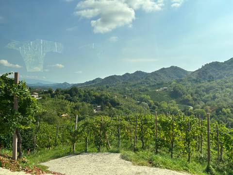 Sunny panoramic view of rolling vineyard-covered hills with distant mountains, seen through a coach window reflection.