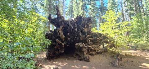 Massive uprooted sequoia root system lying in a sunny forest clearing.