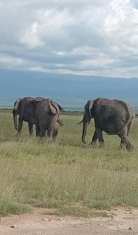 6 Days Masai Mara - L. Nakuru - Amboseli Classic Budget Safari customer review photo