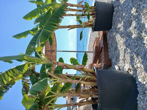 Pebble beach scene with wooden sun-bed deck framed by banana plants and the blue sea beyond.