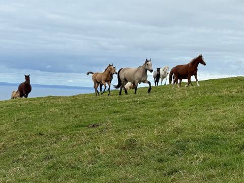 Herd of horses galloping across a green coastal pasture with the Atlantic Ocean behind.