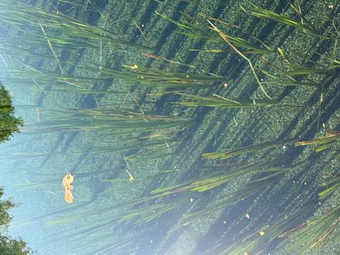 Underwater view of green aquatic plants in a shallow, clear pond with reflections of trees
