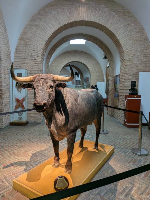 A life-sized taxidermy bull displayed in a bullfighting museum gallery with brick arches and exhibits.