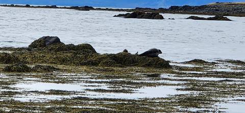 A lone seal rests on seaweed-covered rocks at low tide in a quiet bay.