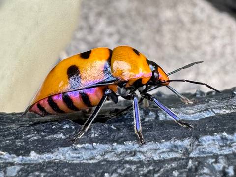 Macro shot of a vivid orange and purple beetle with black spots perched on textured bark.