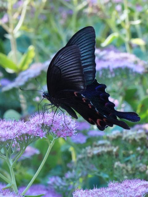 Black butterfly with iridescent blue and red markings feeding on pink cluster flowers in a garden.