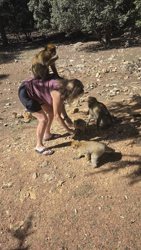 Woman bending down to feed three Barbary macaques on a rocky forest floor