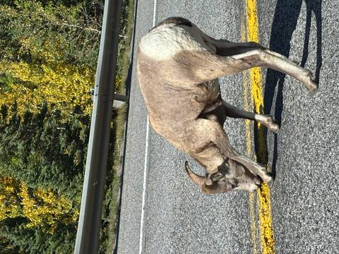 Bighorn sheep licking a yellow road line beside a mountain highway guardrail