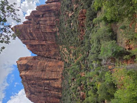 Steep red rock faces frame a lush forested canyon in Zion National Park after rain.