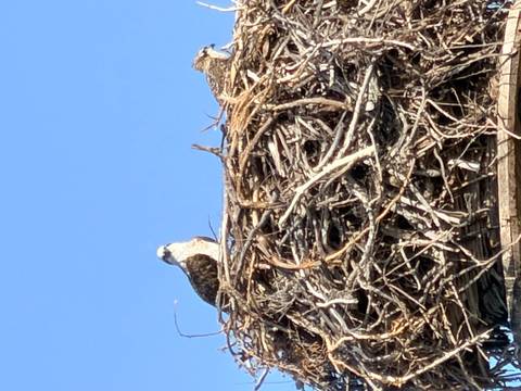 An osprey perches atop a large stick nest against a clear blue sky.