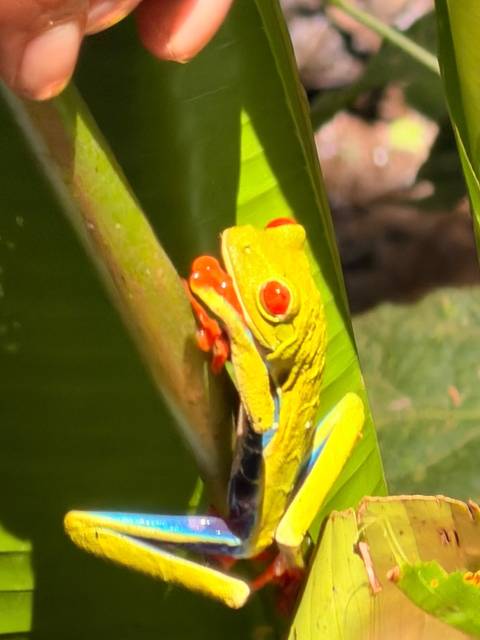 Close-up of a vibrantly colored red-eyed tree frog clinging to a leaf.