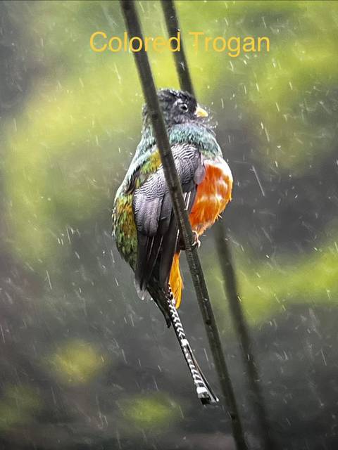 Small bird with green and orange plumage perched on a branch in heavy rain.