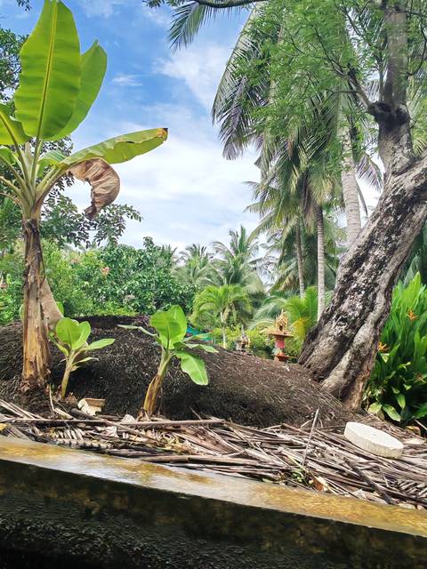 Dense tropical garden with palms, small banana plant and spirit house statue among greenery