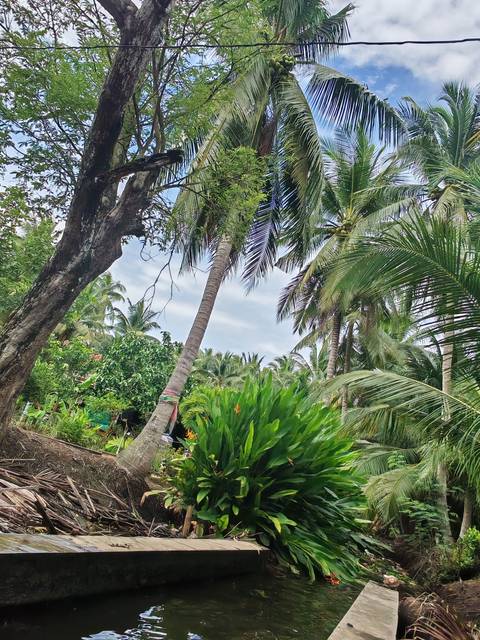 Tall coconut palms and lush foliage reaching toward partly cloudy sky in a tropical setting