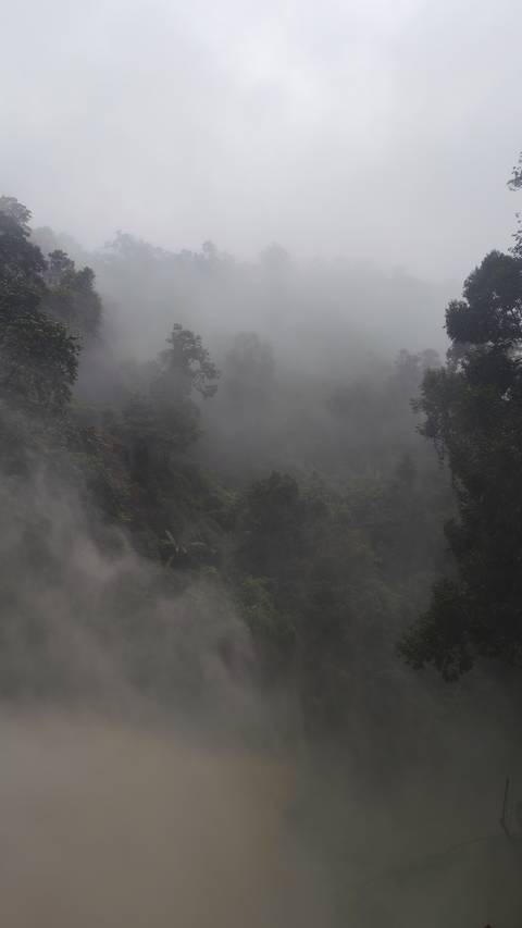 Dense forest shrouded in thick mist creating a mysterious atmosphere