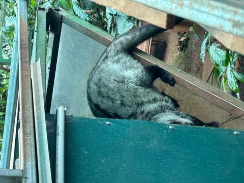 Partial view of a civet climbing down a metal chute at a farm or enclosure