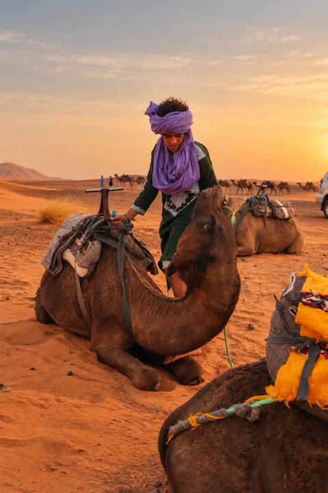 Camel kneels in desert sand beside its rider at golden dusk with other camels in the distance.