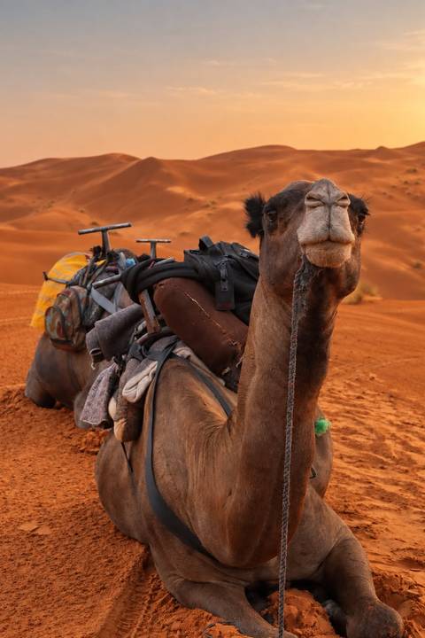 Close-up portrait of a loaded camel against vivid orange desert dunes.