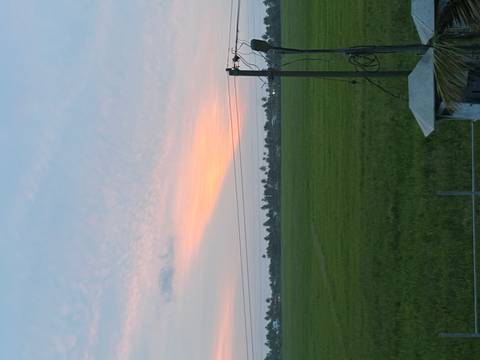 Soft orange sunset glow stretches over flat green rice fields crossed by power lines.