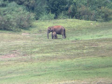 A mother elephant and her calf stand in a grassy clearing bordered by forest.