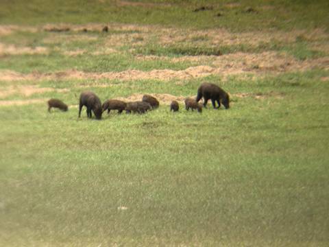 Small herd of wild pigs forages on an open grassy plain.