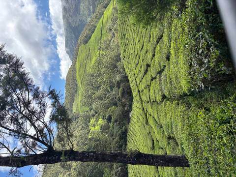 Sunlit green tea bushes form neat patterns across a valley backed by forested hills and blue sky.