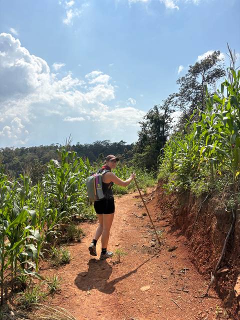 Solo hiker with trekking pole walks a red-earth path through tall cornfields.