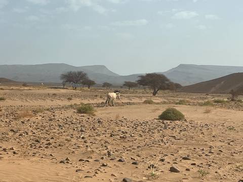 A lone white donkey stands in a vast stony desert plain backed by hazy mountains.