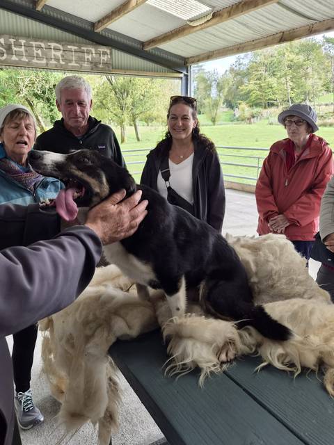 Border collie sits on a pile of wool while visitors gather around during a sheep-dog demonstration.