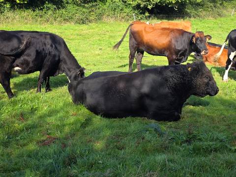 Black and brown cattle graze and rest on lush green pasture under bright sunlight.