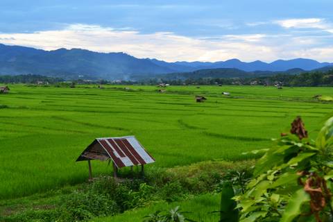 Vast emerald-green rice fields with scattered wooden huts framed by misty blue mountains at dusk.