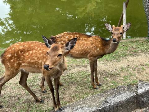 Two spotted sika deer stand alert on grassy ground beside a green pond.