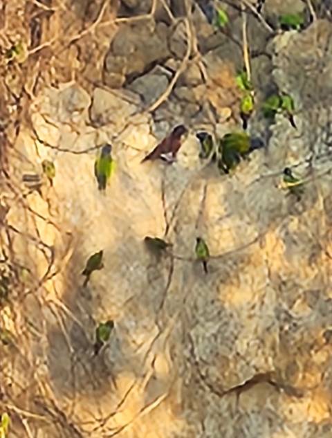Zoomed image of green parrots clinging to a clay cliff in the Amazon basin